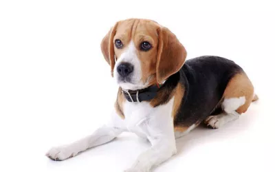 Los perros son capaces de detectar ciertas infecciones Perro de raza beagle