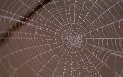 El hilo que elaboran las arañas ayuda a crear piel artificial Tela de araña