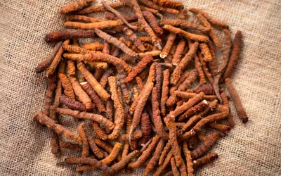 Yarsagumba recién recolectada del Himalaya