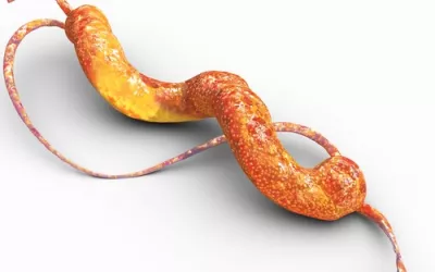 Campylobacter, bacteria al microscopio