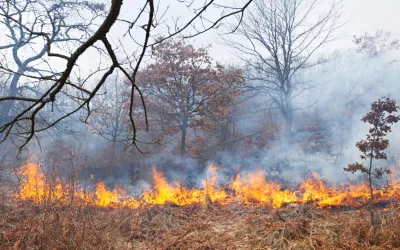 Incendio con llamas en la vegetación