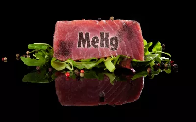Metilmercurio en el pescado
