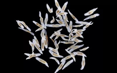 Qué son las trematodiasis Grupo de trematodos