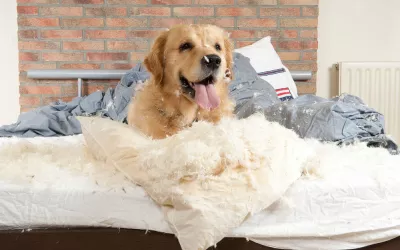 Cómo enseñar a tu perro a no morder Perro en la cama mordiéndolo todo
