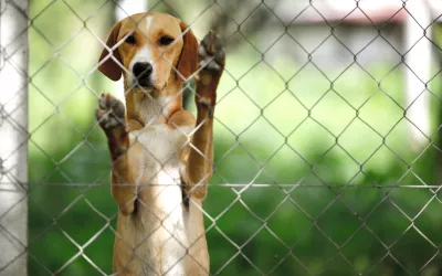 Funcionamiento de los albergues de animales