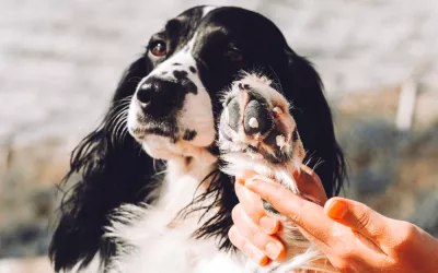 Alergia en las mascotas Mascota con alergia