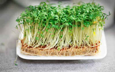 Alfalfa Alfalfa en un plato