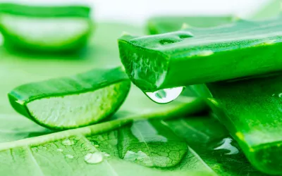 Aloe vera Aloe barbadensis