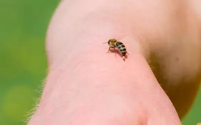 El poder de la apiterapia