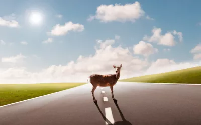 Cómo actuar ante el atropello de un animal Animal en la carretera