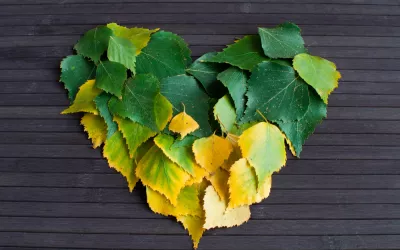 Las virtudes del abedul