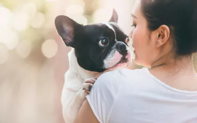 Bulldog francés Bulldog francés en brazos de una chica