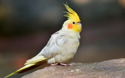 Cacatúa ninfa Cacatúa ninfa