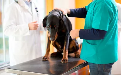 Cáncer en el perro: qué es y qué lo causa Un veterinario examina a un perro con cáncer