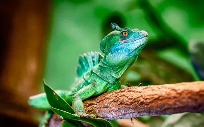 Características del basilisco verde