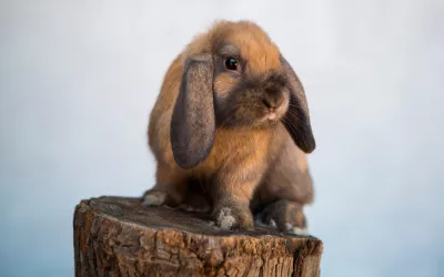 Características del conejo Belier