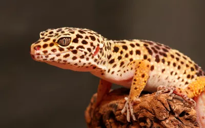 Gecko leopardo