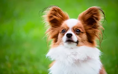 Características del perro papillon Perro papillon al aire libre