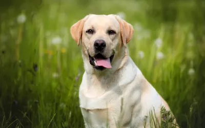Labrador retriever, el compañero ideal