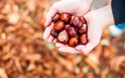 Castañas, un regalo del bosque Castañas, un regalo del bosque