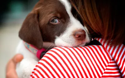 Perros dependientes Perro dependiente en brazos de su dueña