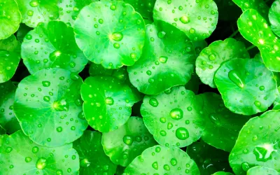 Centella asiática, la planta que cuida la salud de tu piel