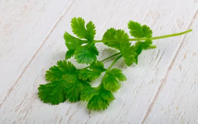 Cilantro, la especia que cuida de tu digestión