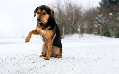 Cojera en los perros