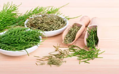 Qué es la cola de caballo Cola de caballo