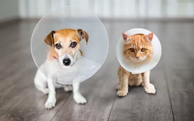 Collar isabelino para mascotas Collar isabelino para perros y gatos