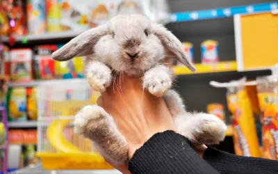 Compraventa de mascotas