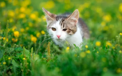 Gato con conjuntivitis