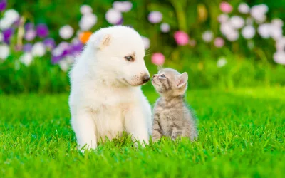 Un cachorro de perro y un gatito juntan sus hocicos en un jardín