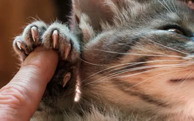 Cómo y cuándo cortar las uñas a los gatos Cómo cortar las uñas a los gatos