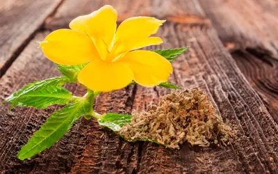 Damiana, un estimulante natural que combate la apatía Damiana, remedio natural contra la apatía