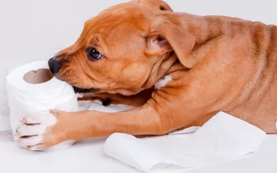 Trastornos de alimentación en el perro