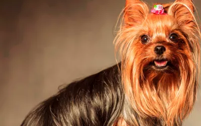 Yorkshire terrier Retrato de un yorkshire terrier