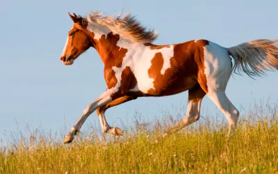 Caballo pinto