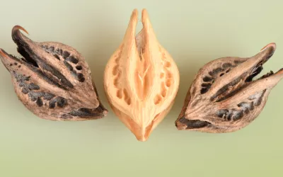 Harpagofito Harpagofito