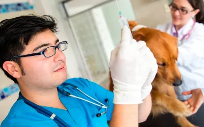 Donación de sangre entre mascotas Perro donando sangre