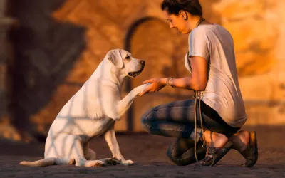 Educación canina en positivo