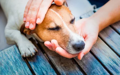 Enfermedad del gusano del corazón en perros Enfermedad del gusano del corazón