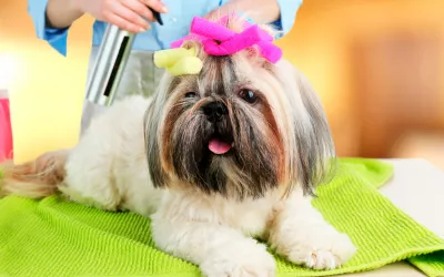 Peluquerías caninas