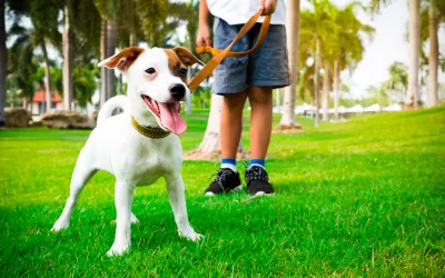 Cómo educar a tu perro para que no tire de la correa Persona intentando que su perro no tire de la correa