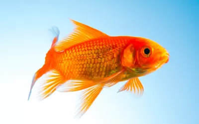 Ejemplar de pez rojo