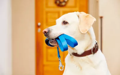 Cómo elegir la correa adecuada para tu perro Perro sujeta su correa con la boca