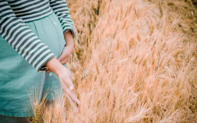 Embarazada cogiendo trigo