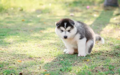 Un cachorrito haciendo sus necesidades al aire libre