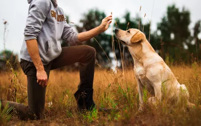 Cómo elegir un entrenador canino Entrenador canino