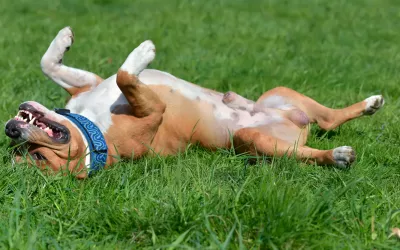 Epilepsia en el perro Perro con ataque de epilepsia